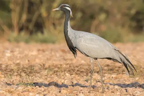 Demoiselle Crane