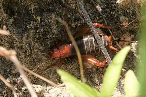 Arizona cricket