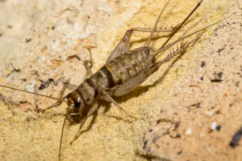 Tropical House Cricket