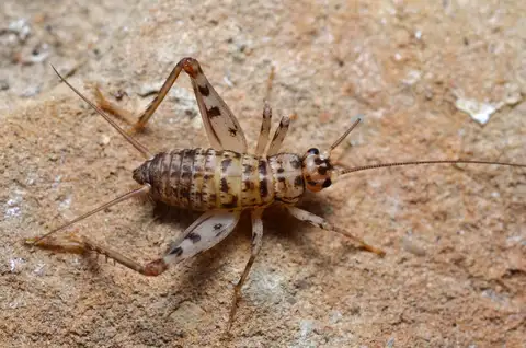 Common Crevice-cricket