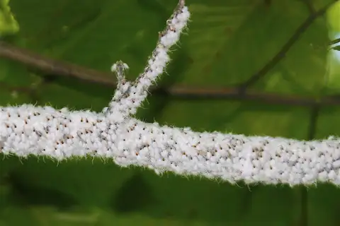 Beech Blight Aphid