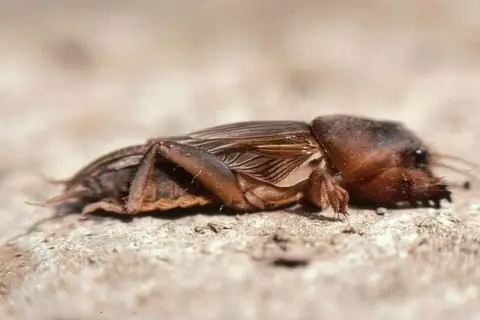 African Molecricket
