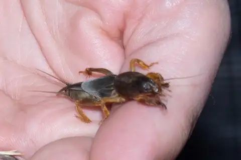 Southern Mole Cricket