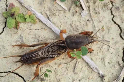 European Mole Cricket