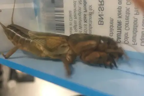 prairie mole cricket