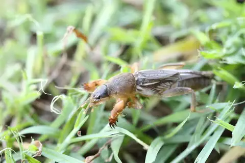 Dark Night Mole Cricket