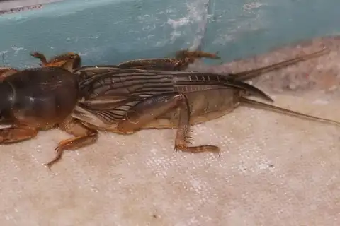 Oriental Mole Cricket