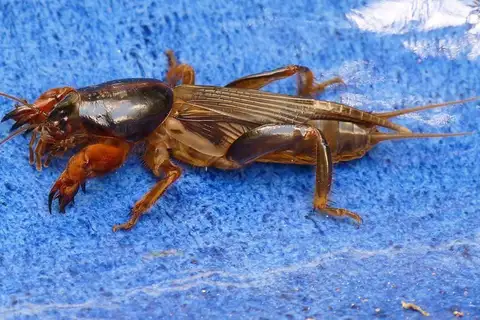 Gryllotalpa pluvialis