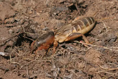 Steppe Mole Cricket
