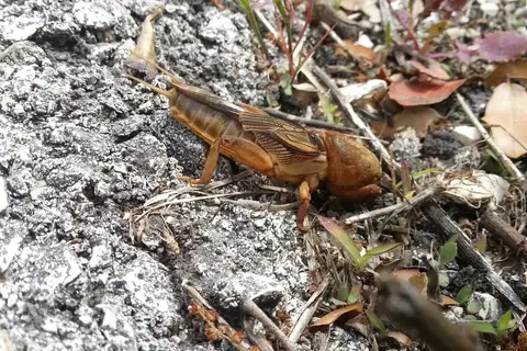 Vineyard Mole-cricket