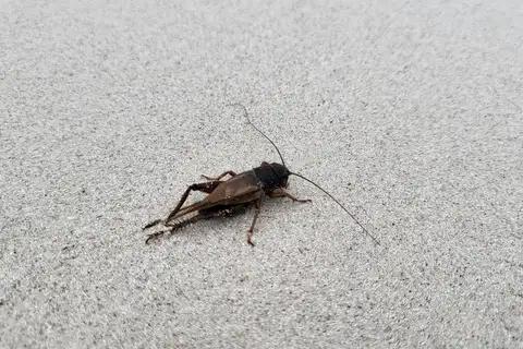 Galápagos Field Cricket
