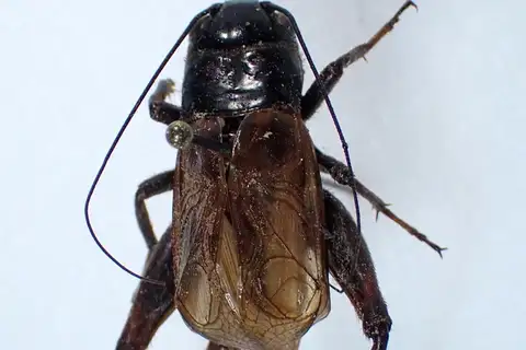 Armed Field Cricket