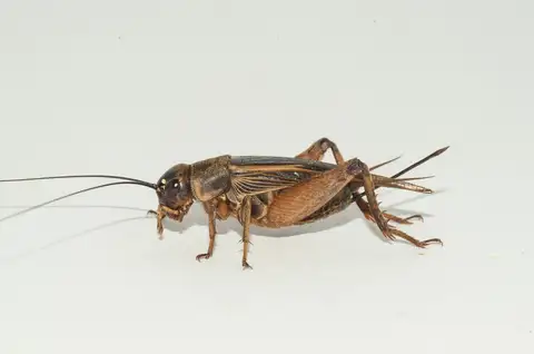 Jamaican Field Cricket