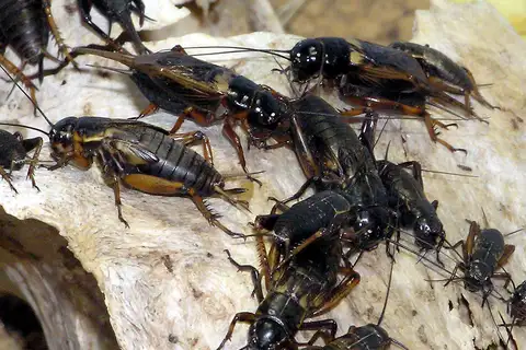 Southern Field Cricket