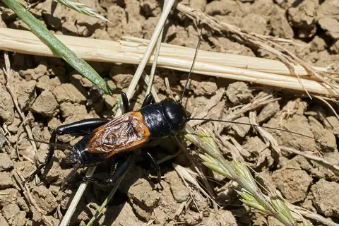 Short-tailed Field Cricket