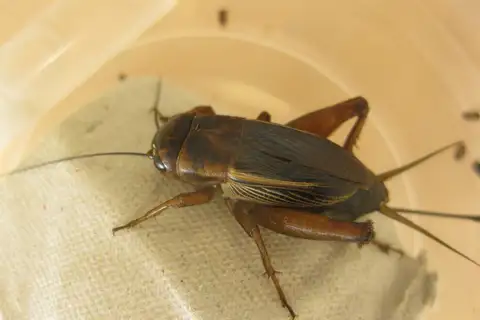 Gryllus bryanti