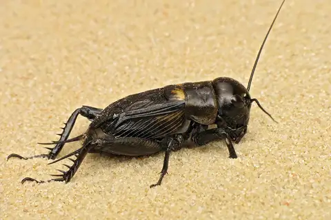European Field Cricket