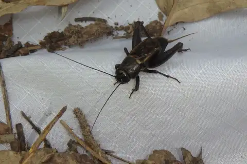 Southern Wood Cricket