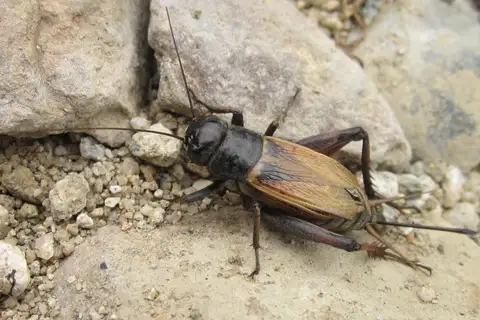 Chilean Field Cricket