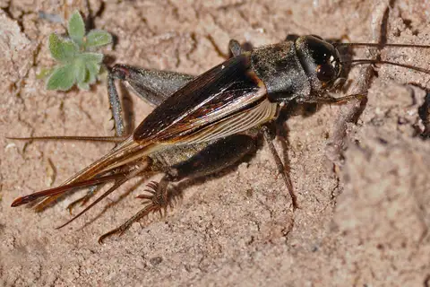 Western Trilling Cricket