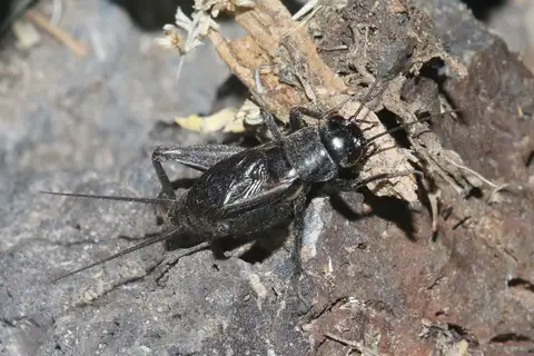 Utah Lava Cricket