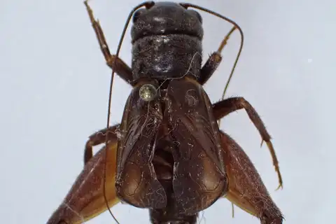 Arboreal Desert Field Cricket