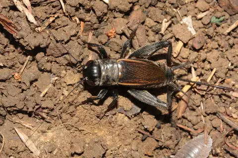 Variable Field Cricket