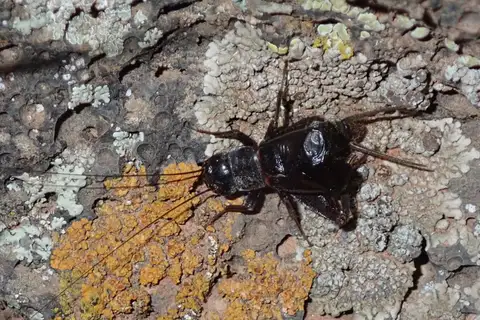 Long-cercus Field Cricket
