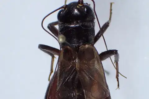 Mountain Wood Cricket