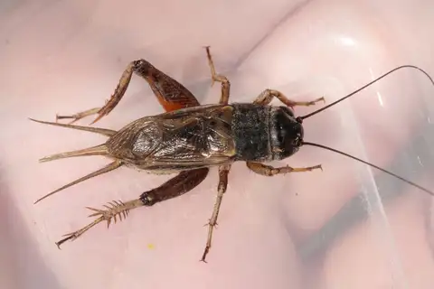 Long-chirp Field Cricket