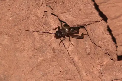 Painted Desert Field Cricket