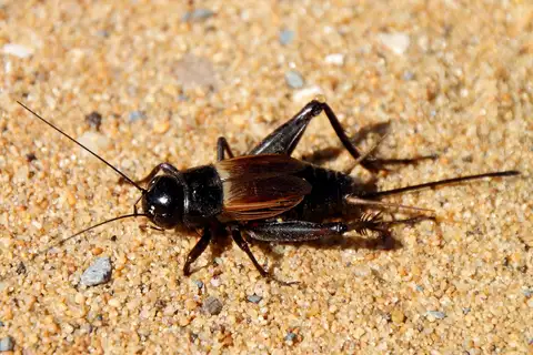 Fall Field Cricket