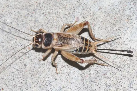 Badlands Cricket