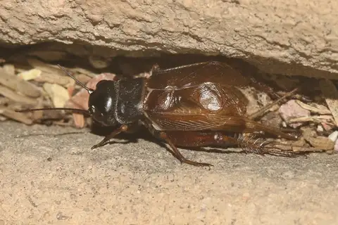 Southwest Regular-trilling Cricket