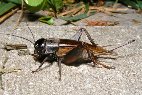 Southeastern Field Cricket