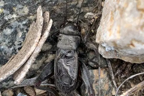 Western Rock-loving Field Cricket