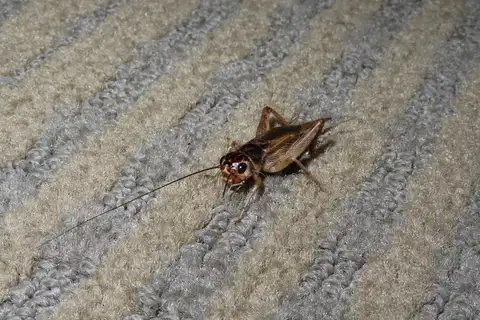 stutter-trilling cricket