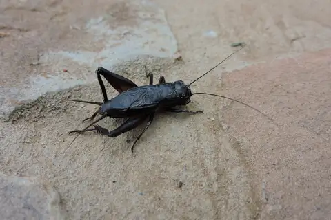 Texas Trilling Cricket