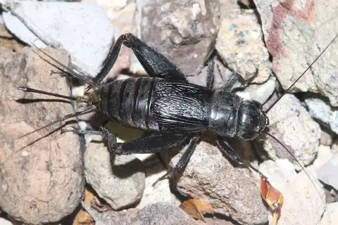 Trans-Pecos Field Cricket