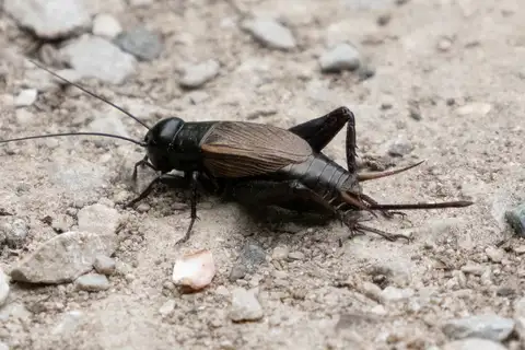 Spring Field Cricket