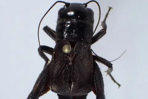 West Coast Spring Field Cricket