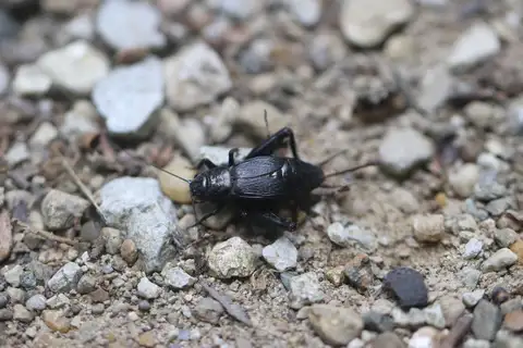Northern Wood Cricket