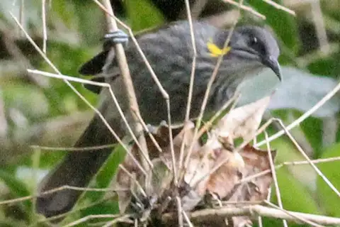Guadalcanal Honeyeater