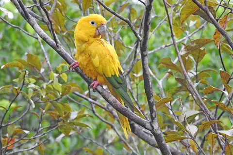 Golden Parakeet