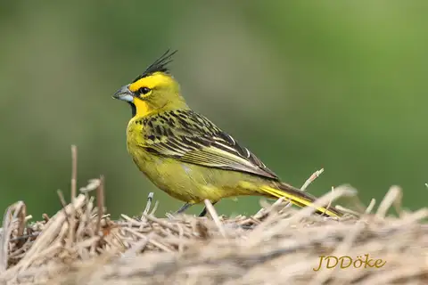 Yellow Cardinal