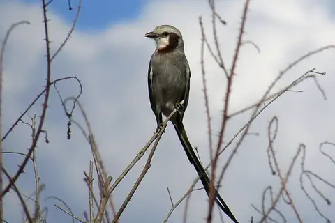Streamer-tailed Tyrant