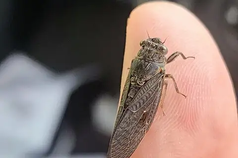 Southern Brigalow Blackwing