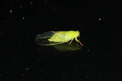 Green Fairy