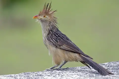 Guira Cuckoo
