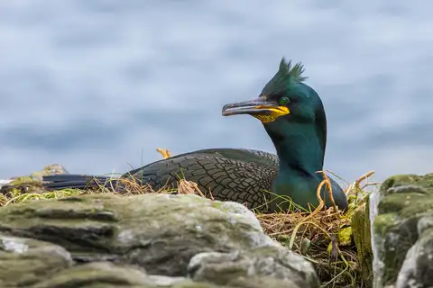 European Shag